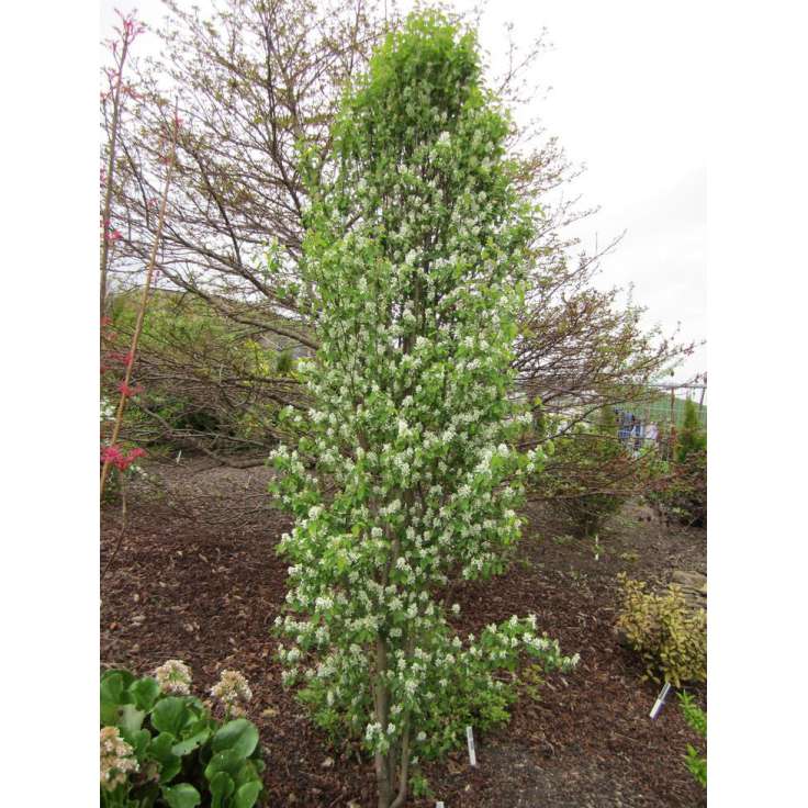 Amelanchier alnifolia'Obelisk' 