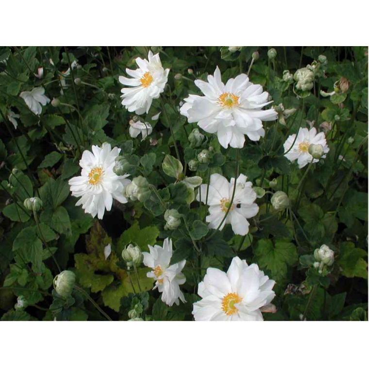 Anemone hybrida'Whirlwind'