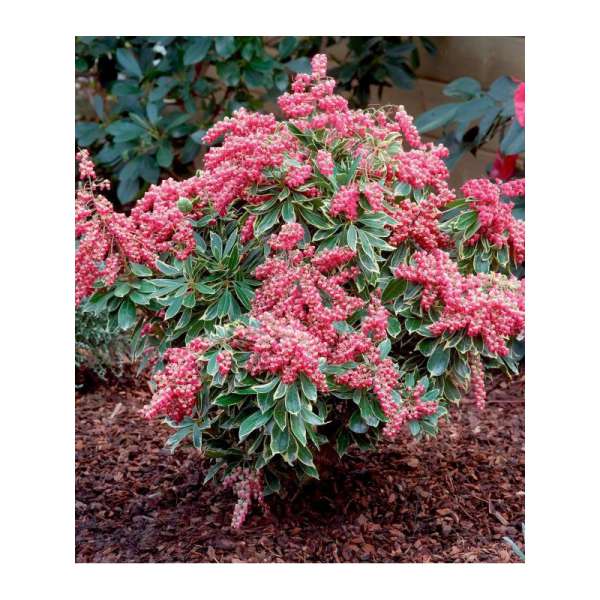 Pieris japonica'Passion' 
