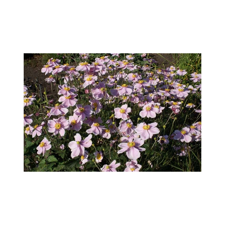 Anemone hybrida'Loreley'