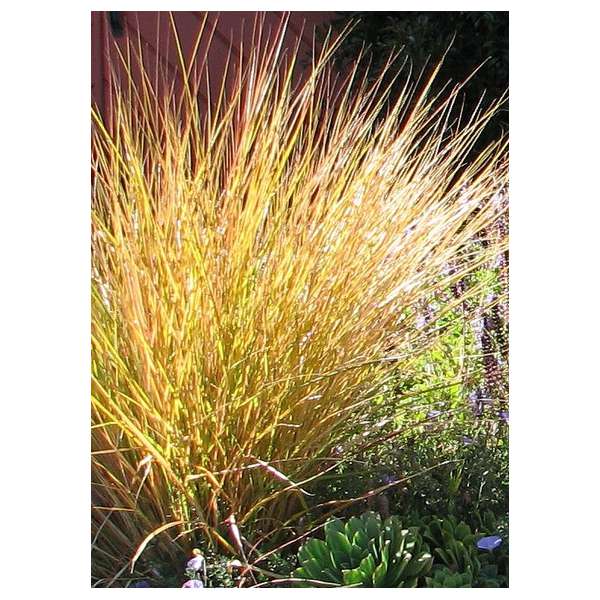 Anemanthele lessoniana