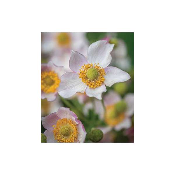 Anemone hybride'Leather and Lace'