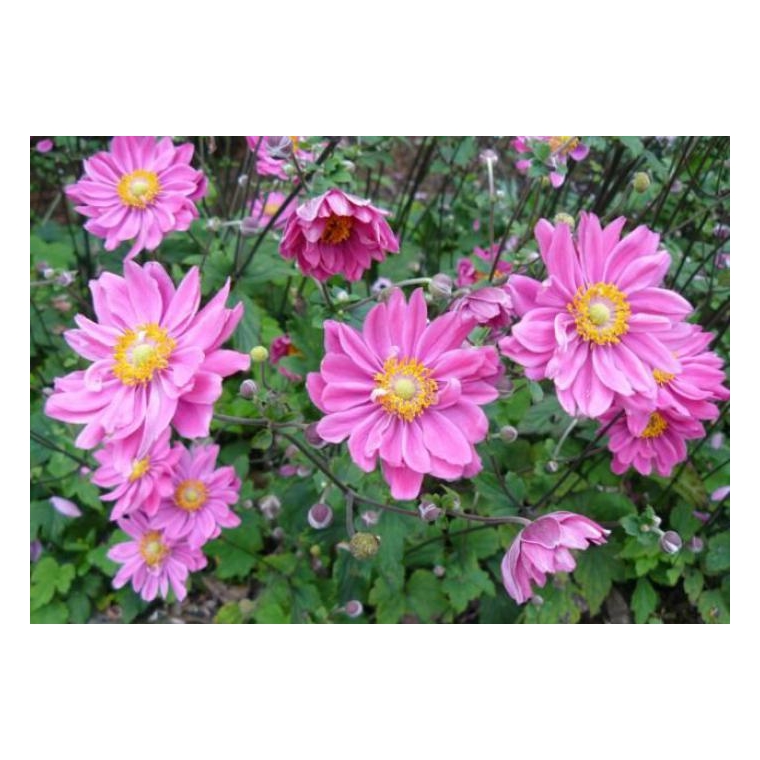 Anemone hupehensis'Prinz Heinrich'