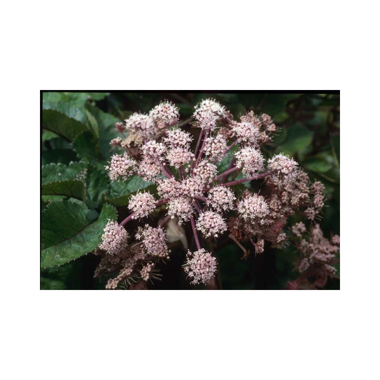 Angelica sylvestris'Vicar's Mead'