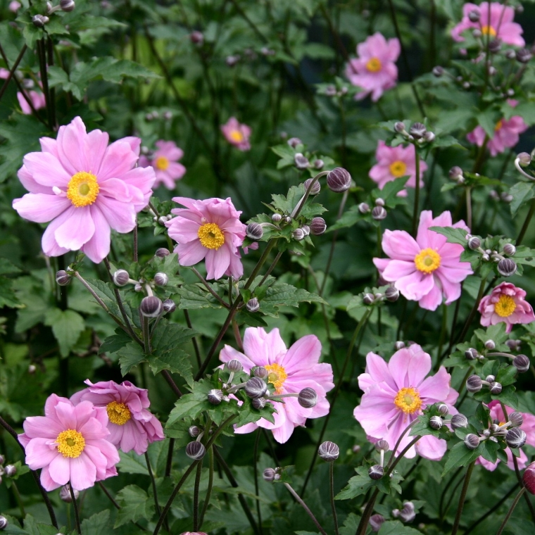 Anemone'Serenade'