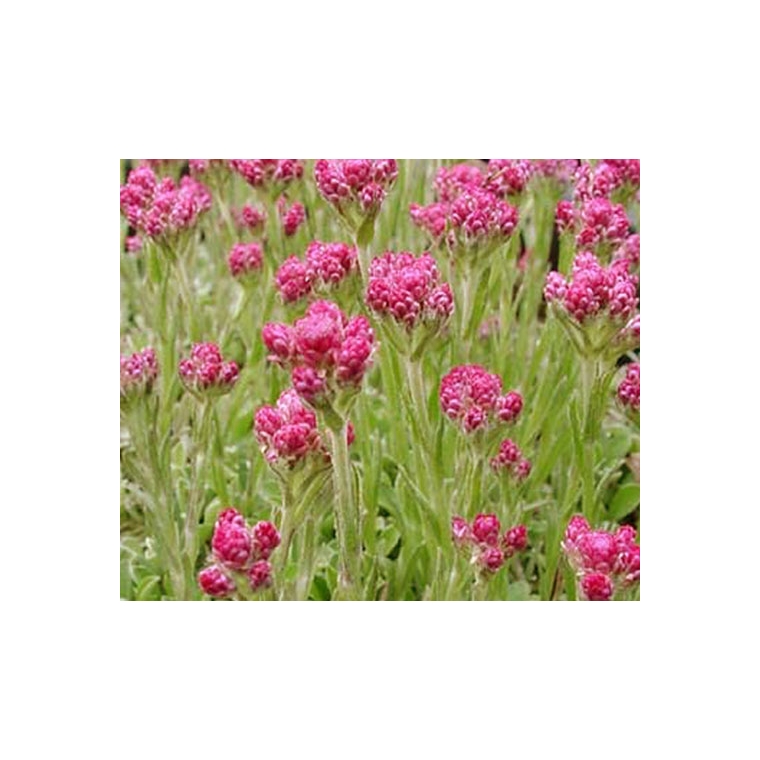 Antennaria dioica'Rubra'