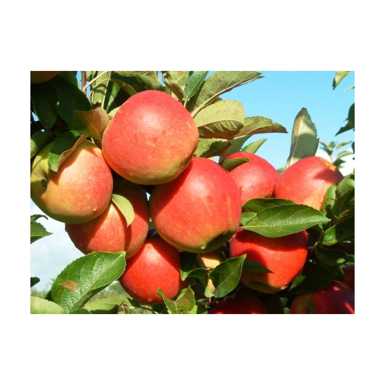 Malus'Elstar' 