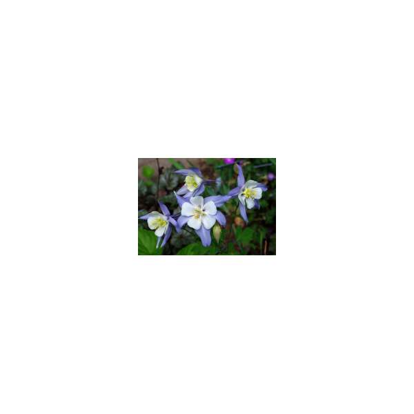 Aquilegia caerulea