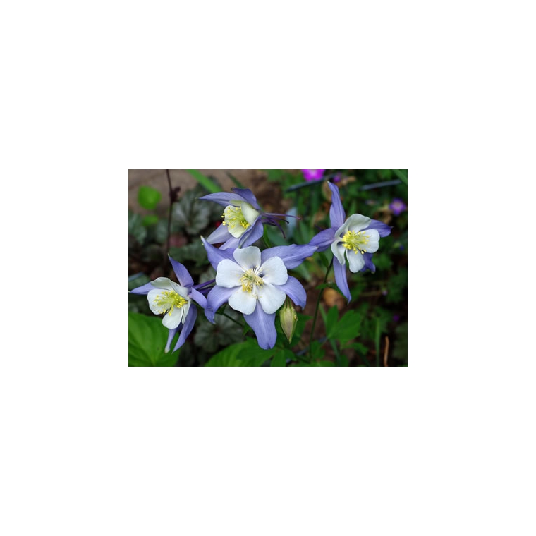 Aquilegia caerulea