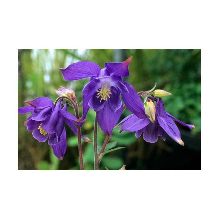 Aquilegia alpina 