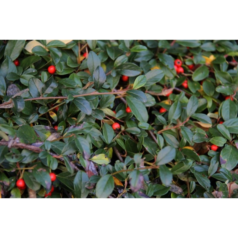 Cotoneaster dammeri'Major' 