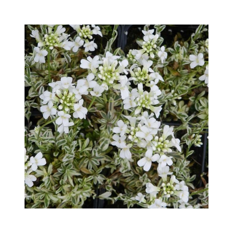 Arabis ferdinandi-coburgii'Old Gold'