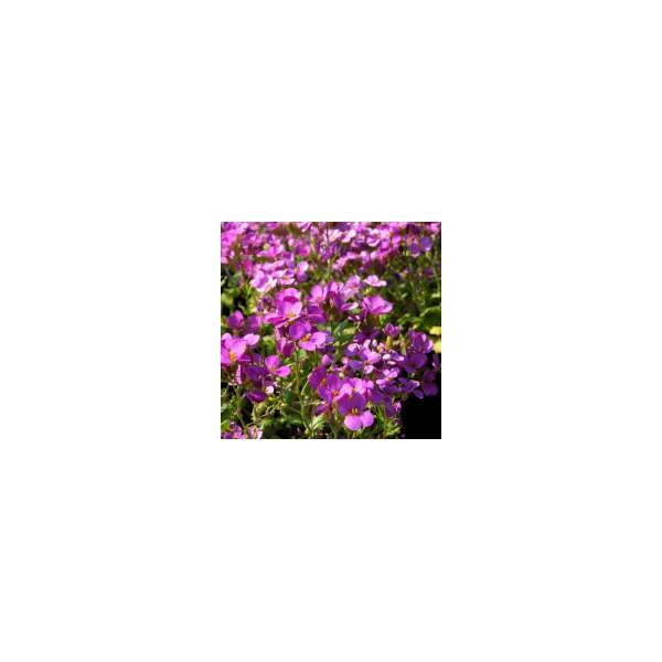 Arabis caucasica'Pinkie'