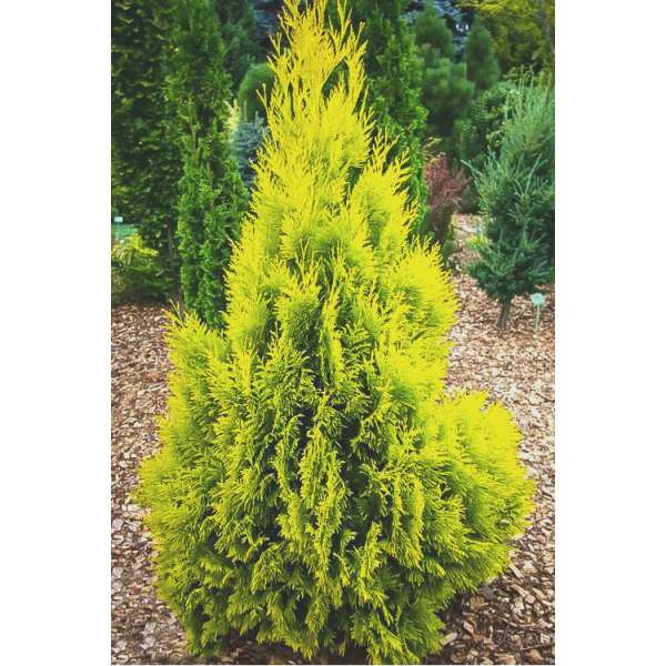 Thuja picata'4Ever goldy' 
