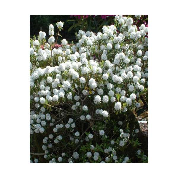 Rhododendron'Arctic Tern' 