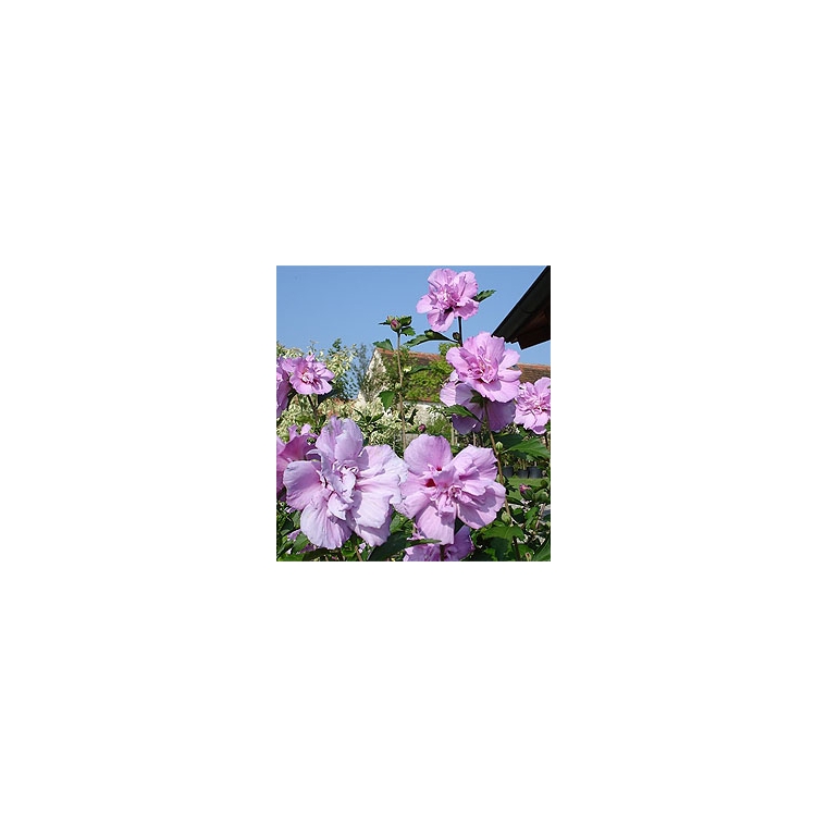 Hibiscus syriacus'Ardens' 
