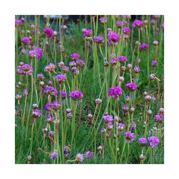 Armeria maritima'Splendens' 