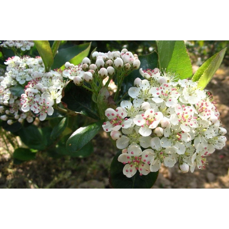 Aronia prunifolia'Viking' 