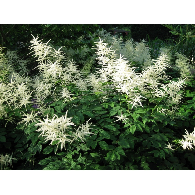 Aruncus dioicus