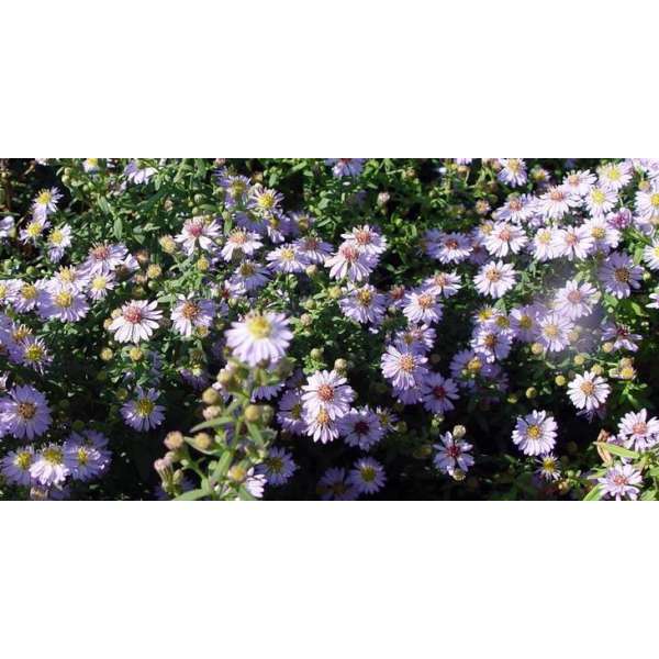 Aster ericoides'Blue Star'