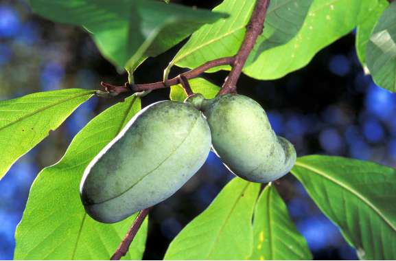 Asimina triloba 