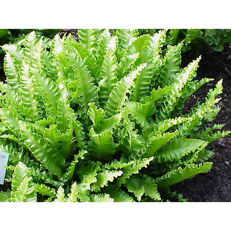 Asplenium scolopendrium'Cristatum'