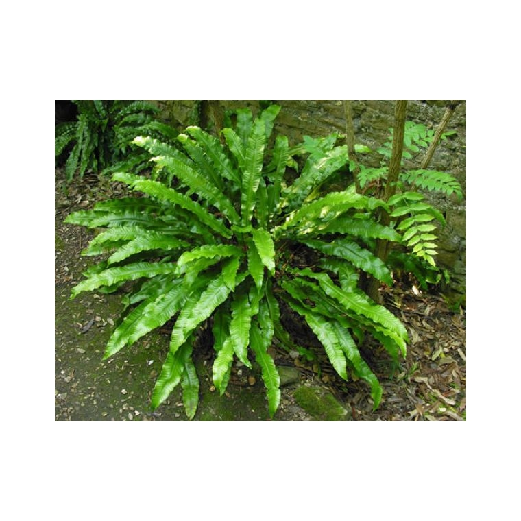 Asplenium scolopendrium