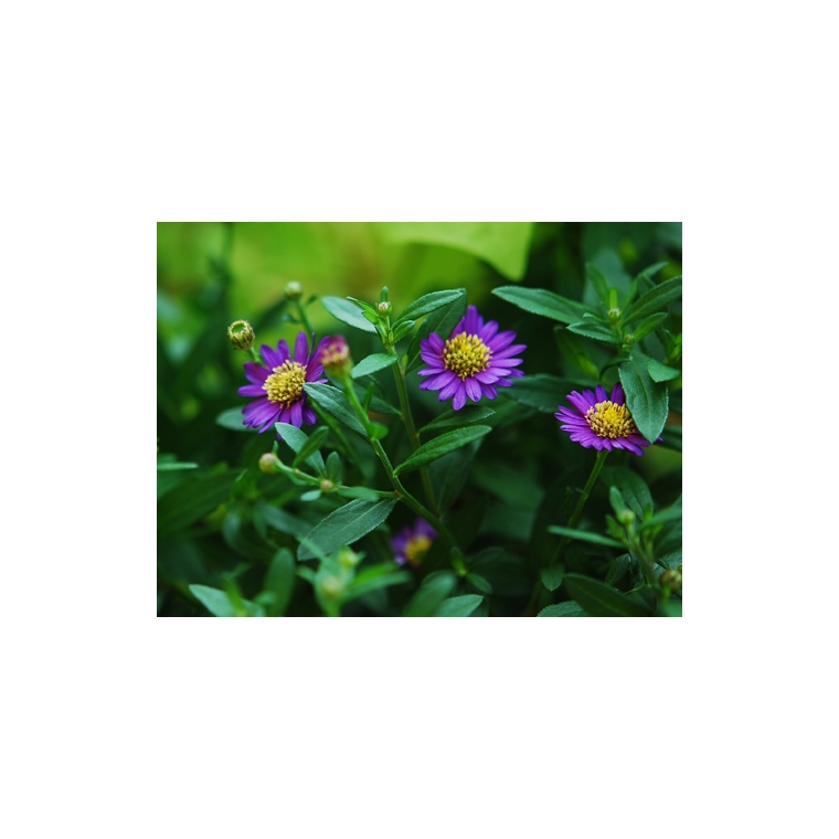 Aster ageratoides'Ezo Murasaki'