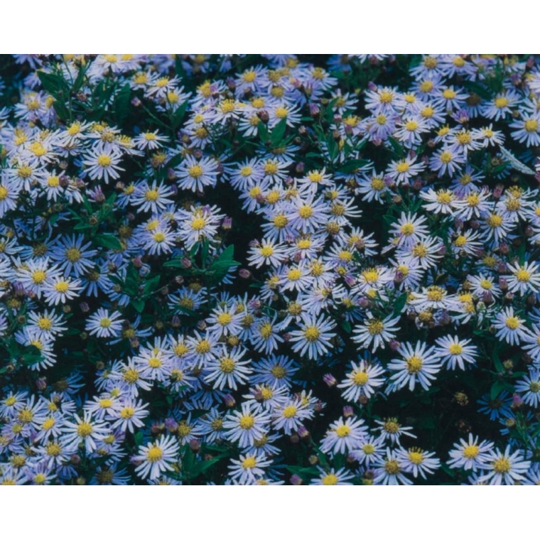 Aster ageratoides'Asran'