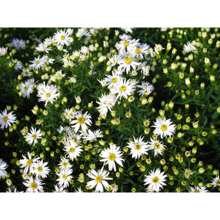 Aster dumosus'Schneekissen'