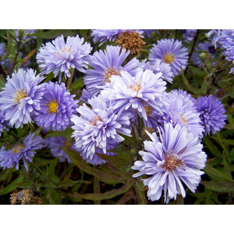 Aster novi-belgii'Marie Ballard'