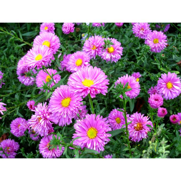 Aster novi-belgii'Patricia Ballard'