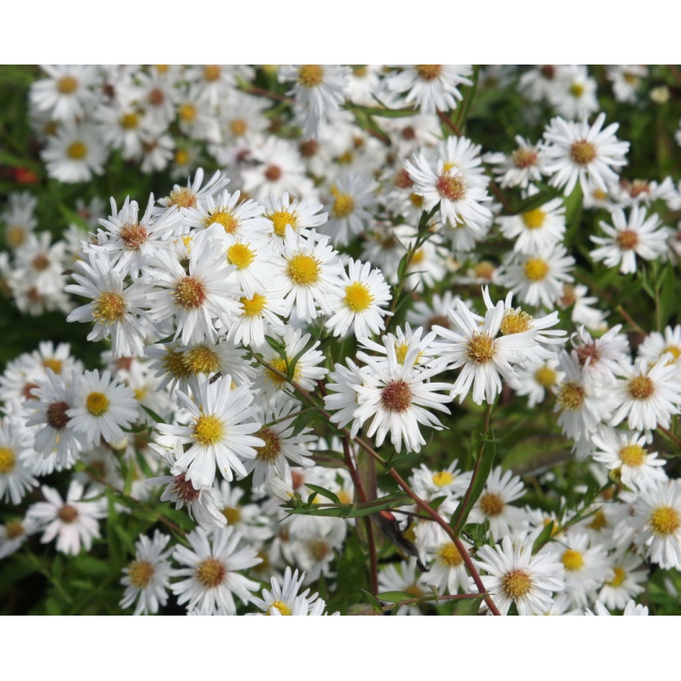 Aster novi-belgii'White Ladies'