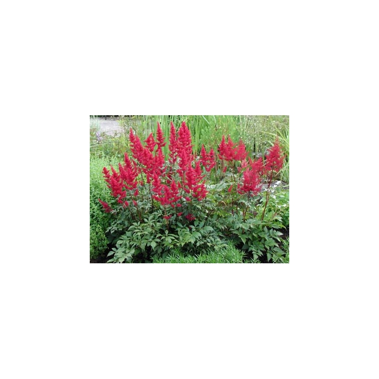 Astilbe japonica'Red Sentinel' 