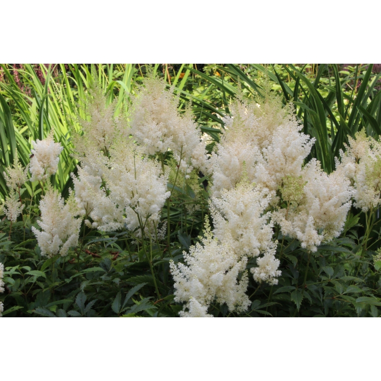 Astilbe arendsii'Weisse gloria' 