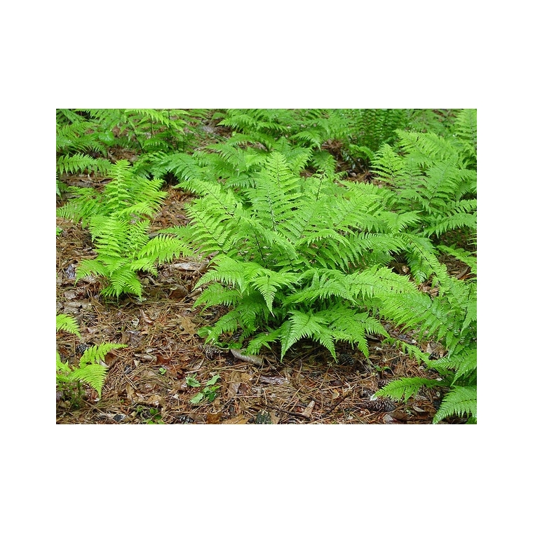Athyrium filix-femina
