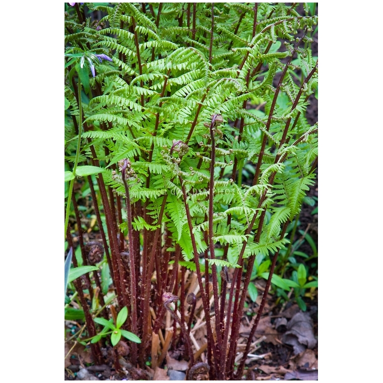 Athyrium filix-femina'Lady in Red'