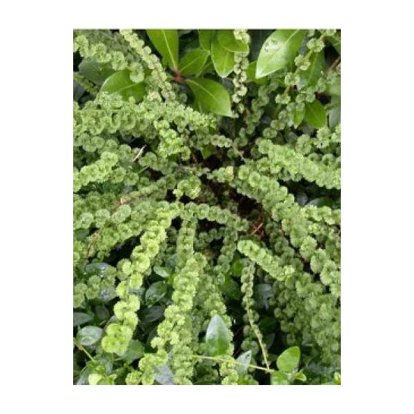 Athyrium filix-femina'Fritziliae'