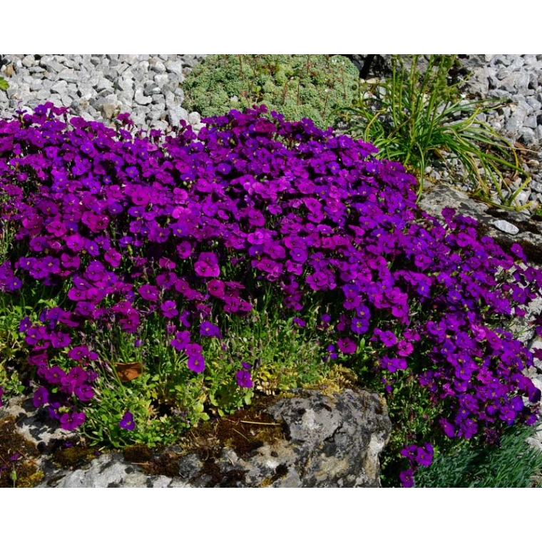 Aubrieta hybride'Cascade Purple'