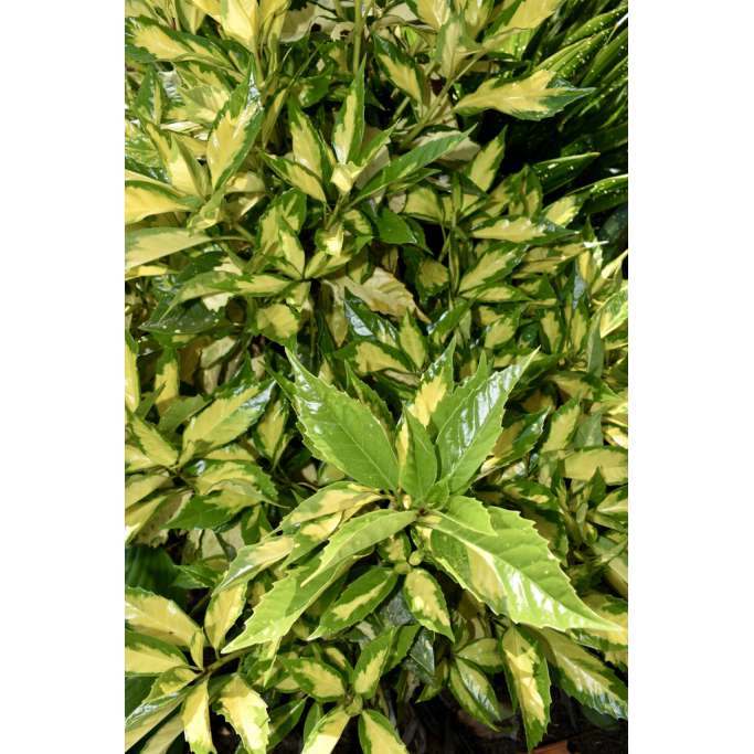 Aucuba japonica'Crinkled Golden Leaf' 