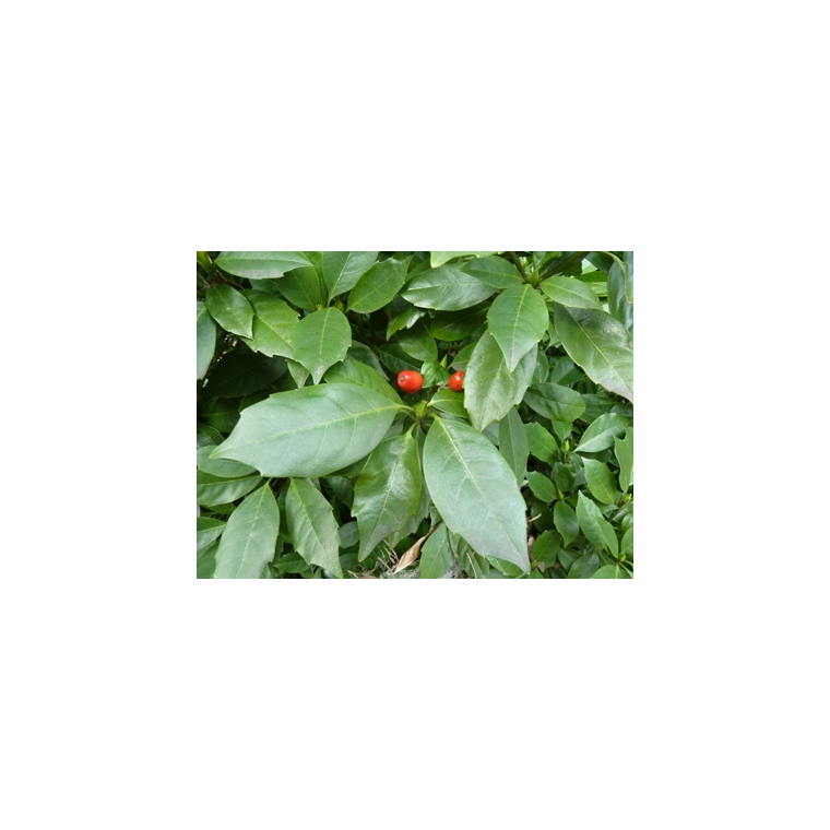 Aucuba japonica'Rozannie' 