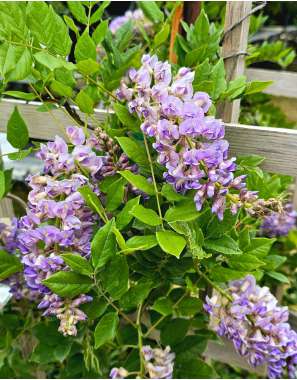 Wisteria florida'Aunt Dee' 