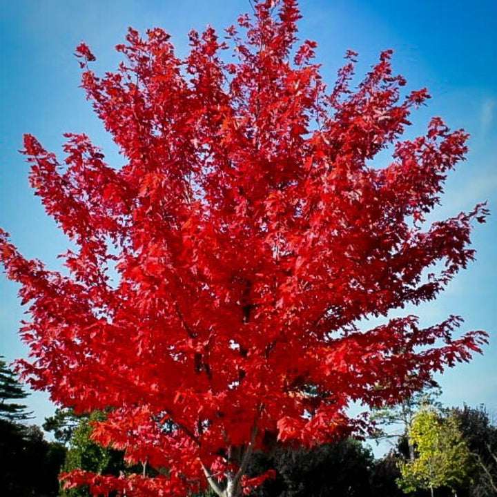 Acer rubrum'Autumn Flame' 