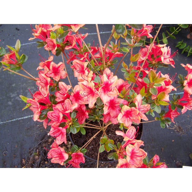 Azalea japonica'Addy Wery' 