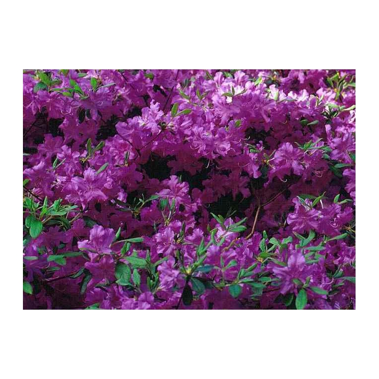 Azalea japonica'Blaue Donau' 