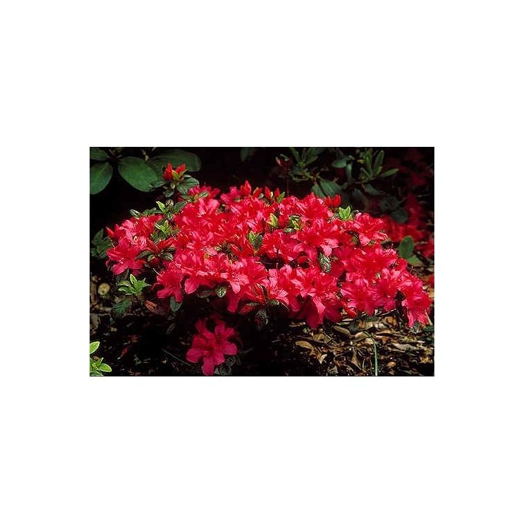 Azalea japonica'Excelsior' 