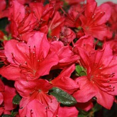 Azalea japonica'Little Red' 