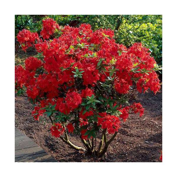 Azalea knaphill'Nabucco' 