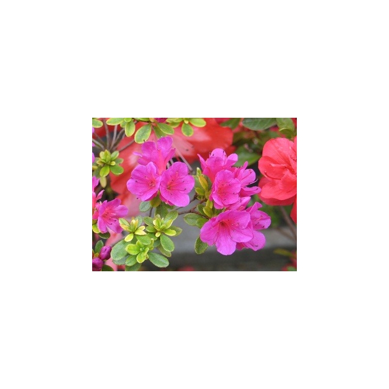 Azalea japonica'Takako' 