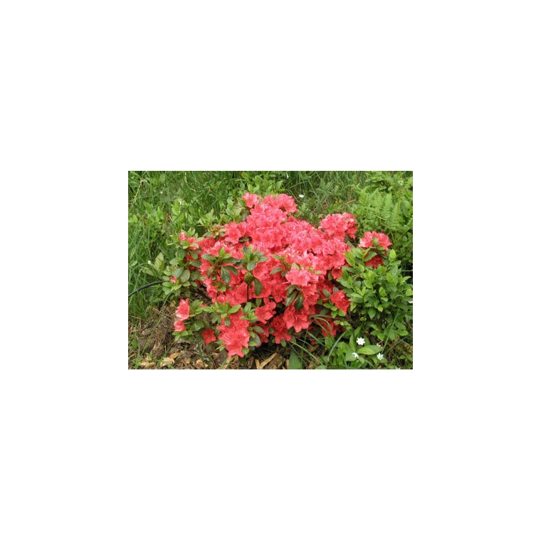 Azalea japonica'Satschiko' 
